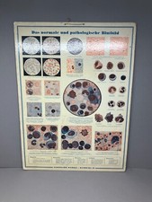 alte Lehrtafel pathologisches